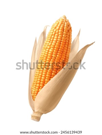 Similar – Image, Stock Photo Dried corn seeds at factory