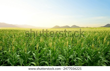 Similar – Image, Stock Photo Landscape of farmland plantations covered with agrofiber. Agroindustry and agribusiness. Beautiful countryside. Organic farming products in Europe. Agricultural industry growing potatoes vegetables.