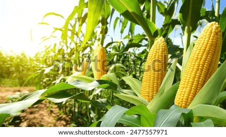 Similar – Image, Stock Photo Landscape of farmland plantations covered with agrofiber. Agroindustry and agribusiness. Beautiful countryside. Organic farming products in Europe. Agricultural industry growing potatoes vegetables.