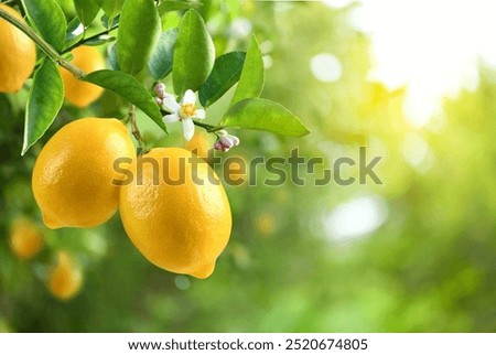 Similar – Image, Stock Photo lemon Lemon Lemon yellow