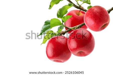 Similar – Image, Stock Photo Ripe red apples hanging on tree in plantation in Lofthus