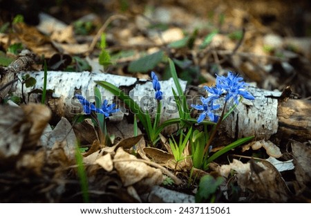 Similar – Image, Stock Photo scilla Meadow Flower