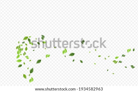 Grassy Leaf Herbal Vector Transparent Background Concept. Fresh Greenery Wallpaper. Forest Leaves Tree Border. Foliage Abstract Banner.