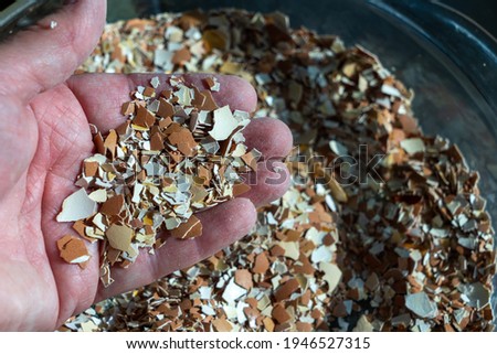 A hand holding crushed eggshells. The shells have been baked, then crushed. Crushed eggshells have a variety of uses. Concepts of nutrition, farming, gardening Photo stock © 