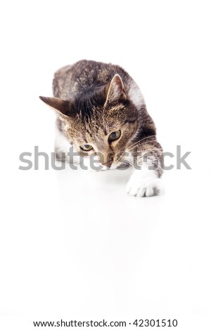 Cute domestic cat is schratching his paw white table. Focus on his head.