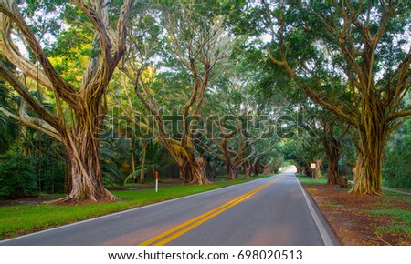 Similar – Image, Stock Photo Double avenue from rows of green trees