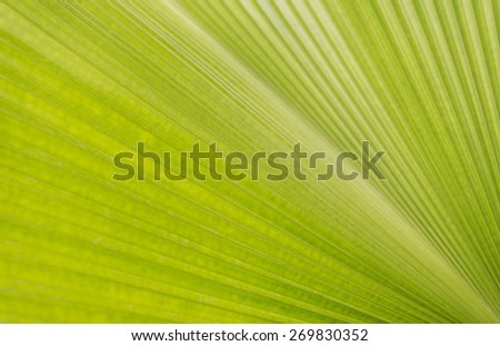 Abstract lines green leaf texture for background