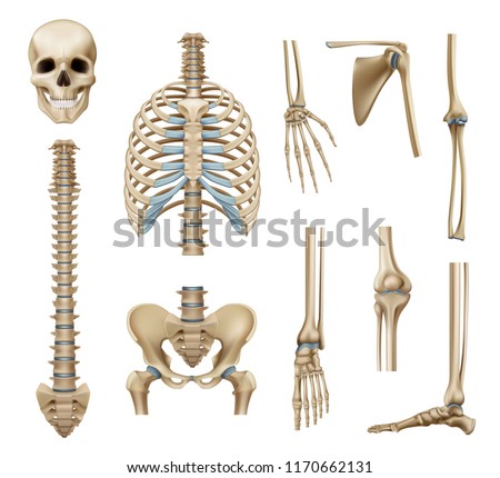 Realistic human skeleton parts set with skull spine scapula bones of pelvis and limbs isolated vector illustration    Foto d'archivio © 