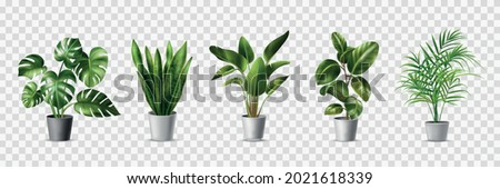 Realistic house plats set with monstera sansevieria banana palm ficus and rhopalostylis in pots on transparent background isolated vector illustration