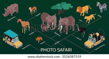 Isometric safari infographics with isolated images of desert animals and tourist cars with text captions flowchart vector illustration