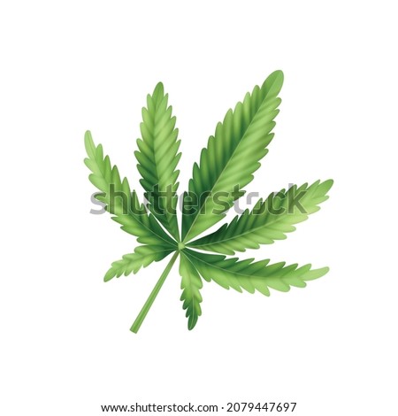 Realistic cannabis leaf composition fresh and green pointed leaf on white background vector illustration