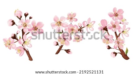 Fruit tree branch set with flowers realistic isolated vector illustration