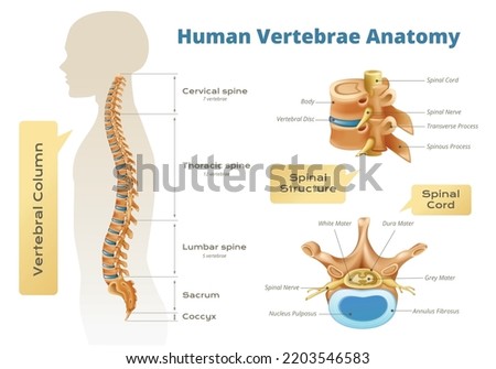 Vertebrae spinal cord anatomy infographics with set of isolated scientific images human body silhouette and text vector illustration