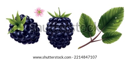 Realistic set of fresh blackberry its flower and leaves with water drops isolated vector illustration