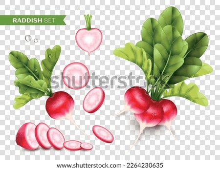 Radish realistic transparent set with healthy food symbols isolated vector illustration