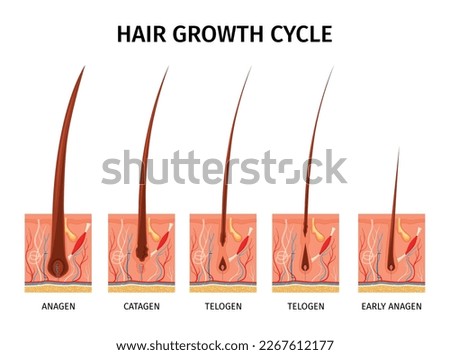 Realistic hair structure composition with isolated images representing growth cycle with capillary tubes and text captions vector illustration