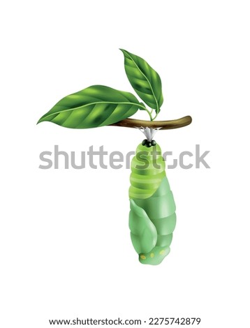 Realistic monarch butterfly life cycle stage with green pupa on twig vector illustration