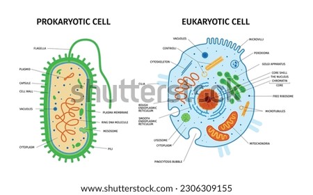 Cell anatomy of eukaryotic and prokaryotic composition with set of colorful images with pointers text captions vector illustration