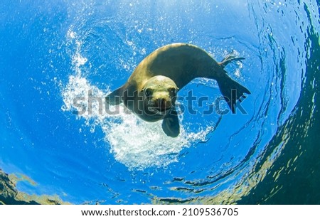 Sea lion swims under water