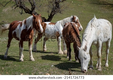 Herd of gypsy horses eating flowers during the springtime in the French Alps Сток-фото © 