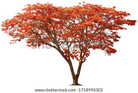 The tree of Flam-boyant or Royal Poinciana deciduous in the summer season and spread wide bush,Isolated on white background. The flowers are red and yellow at the end of the branches with 5 petals. Foto stock © 