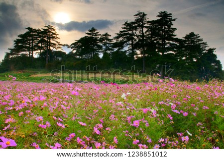 Shutterstock Puzzlepix - 