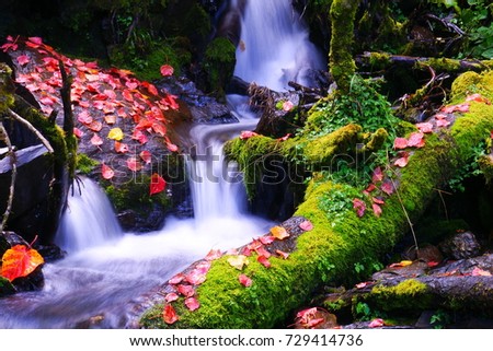 Autumn Scenery