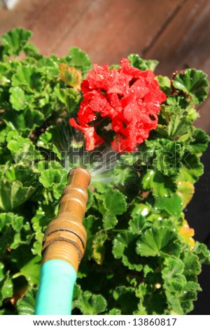 Water Hose Spraying Geranium Flower