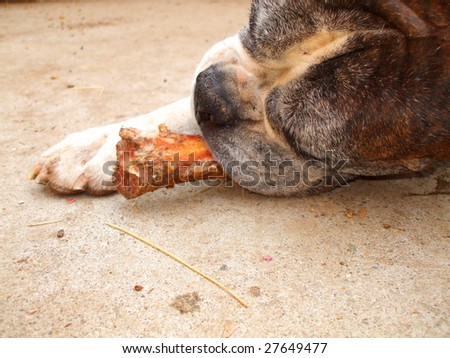 Boxer Dog Chewing Bone