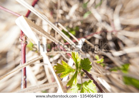 Similar – Foto Bild Lianen Brombeerranken