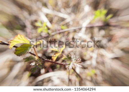 Similar – Foto Bild Lianen Brombeerranken