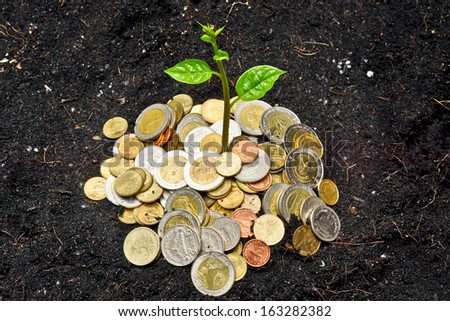 a young plant growing on coins / planting tree