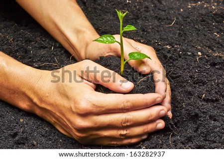 two hands holding and caring a young green plant / planting tree / growing a tree / love nature / save the world