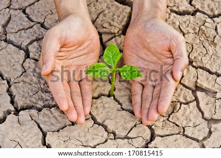 hands holding tree growing on cracked earth /hands growing tree / save the world / environmental problems / love nature / heal the world / cut tree