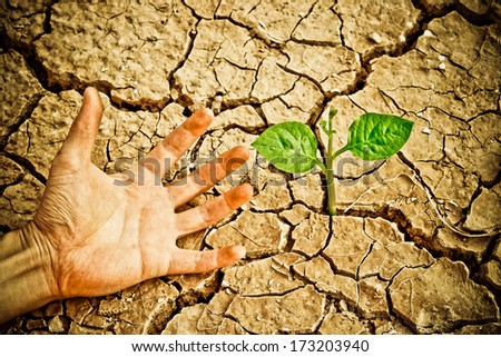 hand trying to reach a tree growing on cracked earth / tree growing on cracked earth / growing tree / save the world / environmental problems / cut tree