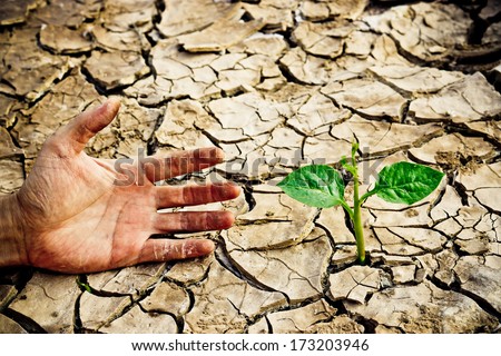 hand trying to reach a tree growing on cracked earth / tree growing on cracked earth / growing tree / save the world / environmental problems / cut tree