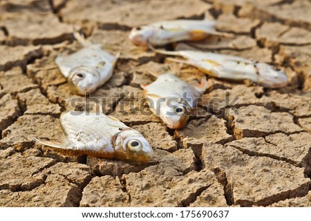 fish die on cracked earth / drought / river dried up / animal extinction / famine / no rain / drought