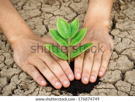 hands holding tree growing on cracked earth /hands growing tree / save the world / environmental problems / love nature / heal the world / cut tree /  growing tree on crack ground / love tree