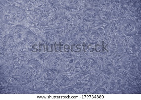 leather texture / skin texture with skin cell patterns