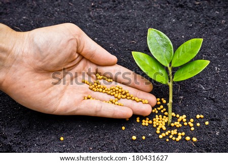 a hand giving fertilizer to a young plant / planting tree / fertilizing a young tree