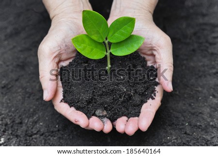 two old hands holding and caring a young green plant / planting tree / growing a tree / love nature / save the world