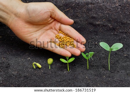 hand giving chemical fertilizer to plants growing in sequence of seed germination on soil, evolution concept