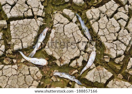fish died on cracked earth