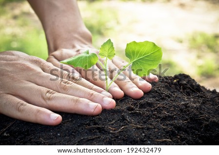 hands holding and caring a young green plant / planting tree / growing a tree / love nature / save the world