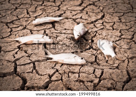 fish died on cracked earth / drought / river dried up