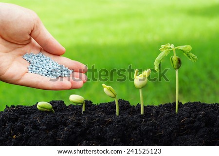 hand giving chemical fertilizer to plants growing in sequence of seed germination on soil, evolution concept