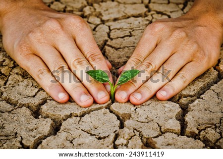 hands holding tree growing on cracked earth /hands growing tree / save the world / environmental problems / love nature / heal the world / cut tree / growing tree on crack ground / love tree
