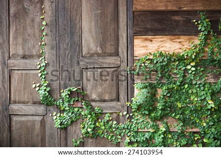 Green creeper plant growing on wooden wall and a door of a house