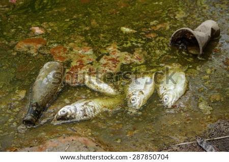 fish die due to water pollution / waste water / water pollution