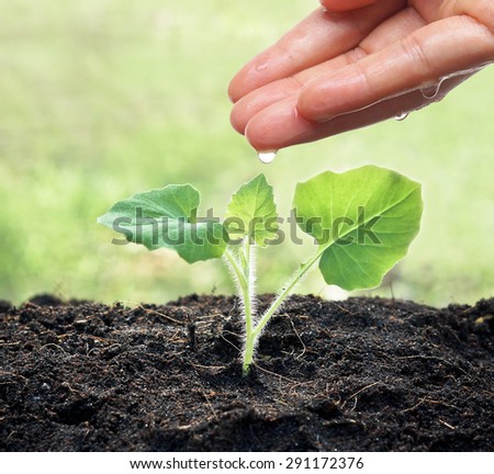 hands nurturing and watering a young plant / Love and protect nature concept